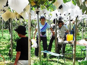 �Ԃǂ��̖[������