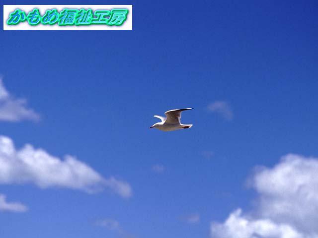 �����߂��傫�����ɉH�΂����Ă���ʐ^�ł�