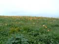 車山下山道から眺めるニッコウキスゲの花畑の写真