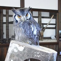 �~�~�Y�N�̃��������