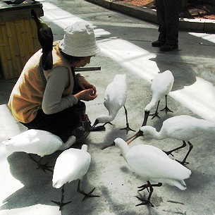 ���T�M�ɉa��^���܂�