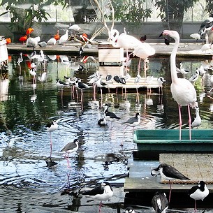 �r�̃t�������R