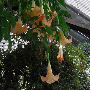 �V�䂩�牺����A�G���W�F���X�g�����y�b�g�Ƃ����A���b�p��̉��F���傫�ȉԂł�