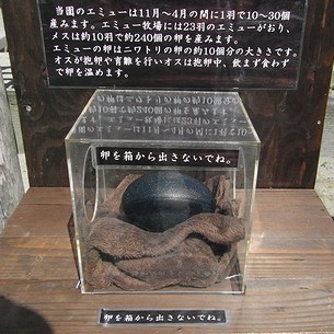 �G�~���[�̗��ł�