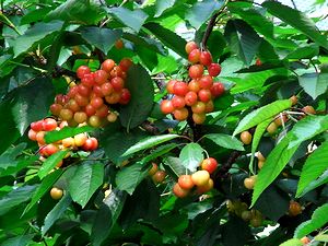 �����Ɏ���A�T�N�����{�̎ʐ^