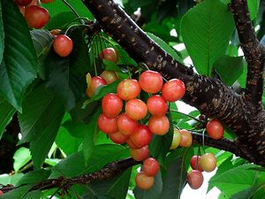 �����������ȁA�T�N�����{�̎ʐ^