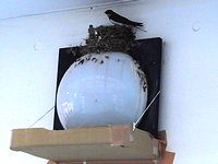 ���A�����T�[�r�X�G���A�̃c�o���̑��̎ʐ^